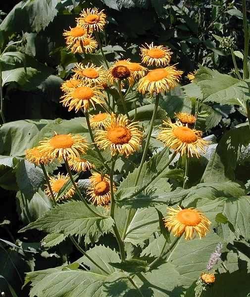 kolotočník ozdobný (Telekia speciosa) http://hardyplants.