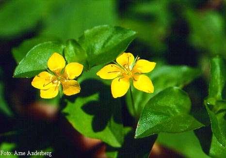 vrbina hajní (Lysimachia nemorum), na