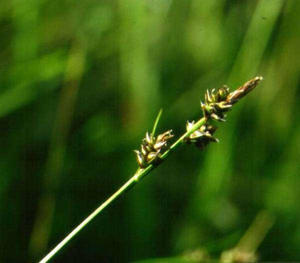 ostřice kulkonosná (Carex pilulifera), ve smilkových