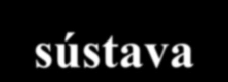 Kruhová nervová sústava Ostnatokožce (Echinodermata) jeden prstenec