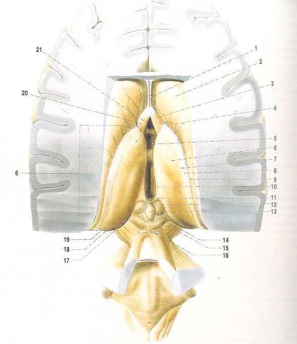 Diencephalon a mesencephalon průřez mesencephalem-části pohled z dorzální