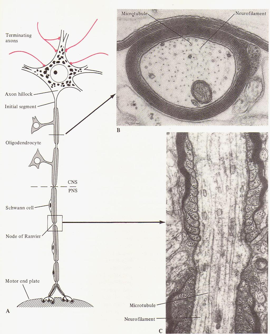 Neuron tělo a výběžky Dendrit (y)-dostředivě Neurit= axon-odstředivě Myelinová