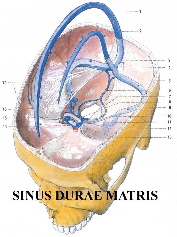 Sinus sagittalis superior Sinus sagittalis inferior Sinus