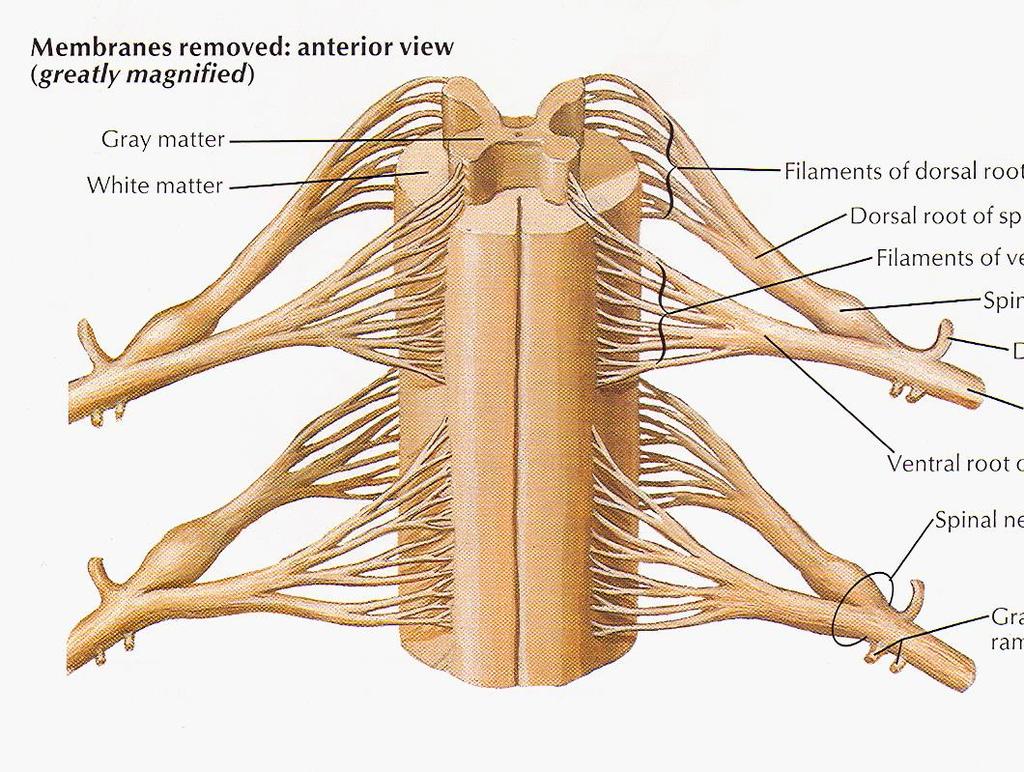 2 míšní segmenty + 2 páry míšních kořenů- roots ( ventrálních a dorzálních)