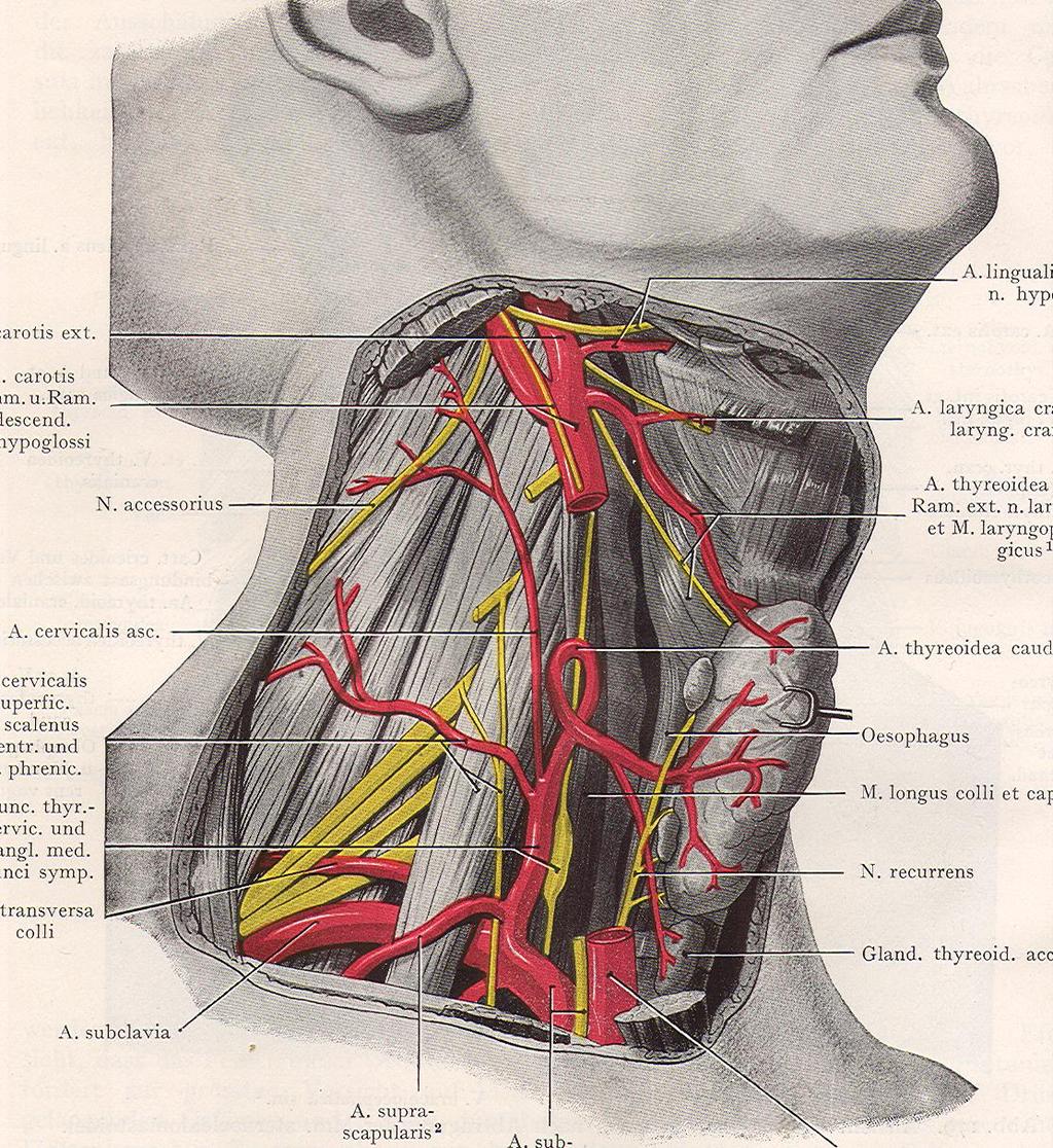 Plexus brachialis prochází (spolu s