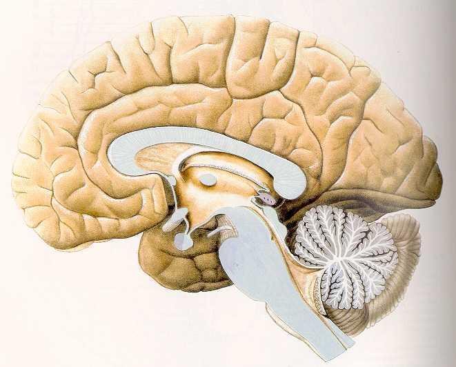 Sagitální řez mozkem sulcus centralis Corpus callosum (commissura) thalamus