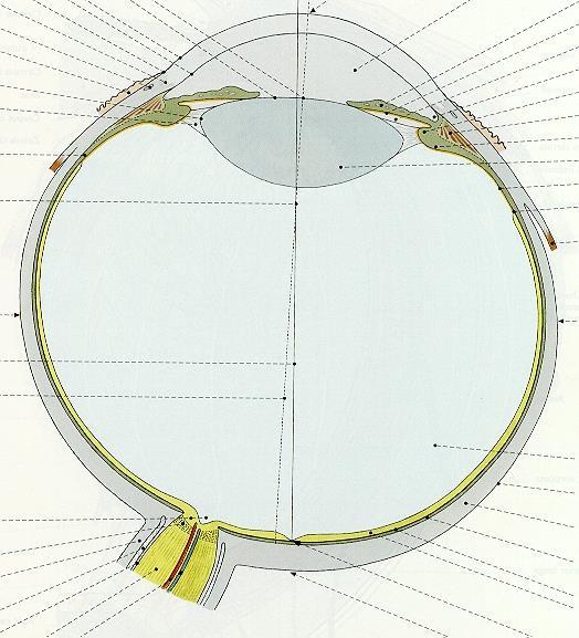 Corpus ciliare Bulbus oculi horizontální řez polus anterior cornea přední komora(liquor) iris Corpus vitreum