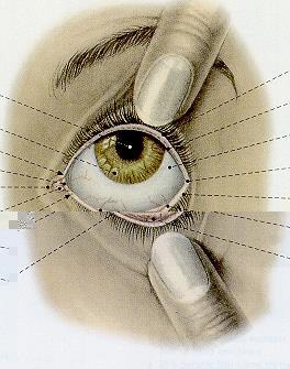 Pupilla (zornice) Iris (duhovka) Palpebra(víčko)