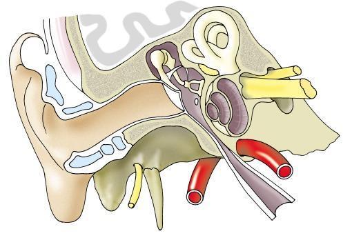 1 - Zevní ucho=auricula+meatus acusticus externus membrana tympani 2 - Střední ucho=cavum tympani(ossicula auditus),tuba auditiva-eustachi 3