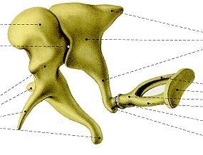 maleus = kladívko incus =