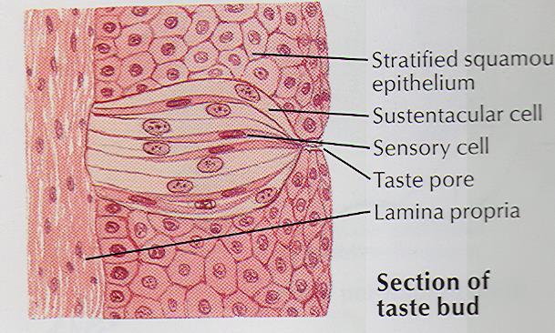 papillae valatae