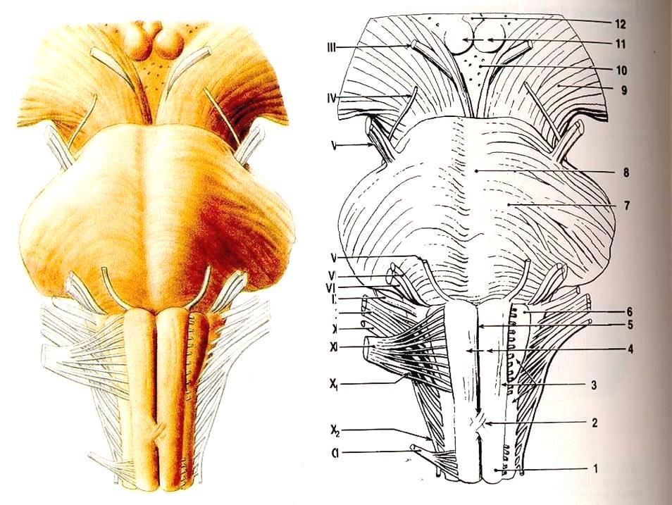Medulla oblongata a pons ( Varoli ), pohlede z bazální strany III. XII. Hlavové nervy, III. IV. V. VI.
