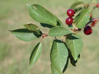 ovocnářství Účinnosti fungicidů Luna Experience a Signum na skvrnitost peckovin Efficacy of fungicides Luna Experience and Signum against leaf spot of stone fruit Souhrn Účinnost přípravků Luna
