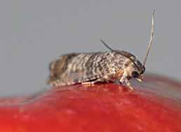 ovocnářství inzerce Madex a Lepinox Plus antirezistentní strategie proti obaleči jablečnému Dospělec obaleče jablečného Foto archiv firmy Andermatt Biocontrol Rezistenci z pohledu ochrany rostlin