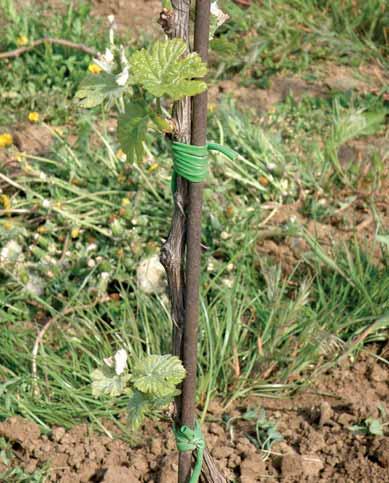vinohradnictví Význam zelených prací pro révu vinnou Mezi zelené práce na začátku vegetačního období patří čištění kmínků a podlom.
