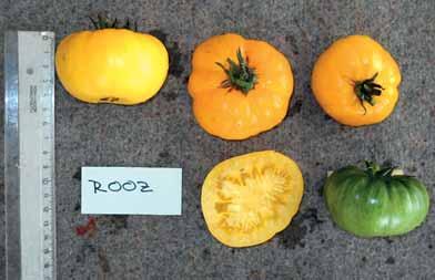 až velký, silně až velmi silně ostnitý, středně vrásčitý. Citrullus lanatus (Thunb.) Matsum. Et Nakai K uvedenému datu jsou ve Státní odrůdové knize zapsány tři odrůdy melounu vodního.