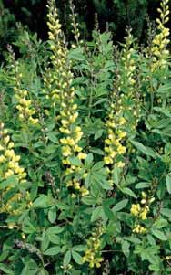 květinářství Baptísie trvalka slunných stanovišť Zástupci čeledi bobovitých (Fabaceae) nepatří v zahradnických realizacích a trvalkovém školkařství mezi příliš časté hosty.