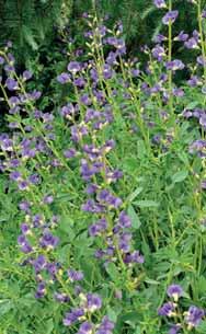 Baptísie F4 Baptisia australis Baptisia australis var. minor Baptisia bracteata Baptisia sphaerocarpa Stále významnější skupinu začínají tvořit i kultivary vzniklé křížením.