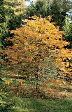 stromy. Listnaté stromy Acer saccharinum L. javor stříbrný Rozkladitý strom dorůstající 20 30 m výšky. Ve starším věku je borka odlupčivá v podélných pruzích.