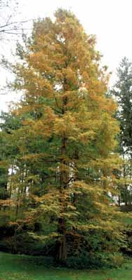 školkařství Pterocarya fraxinifolia (lapina jasnolistá) Zdroj: wikimedia.