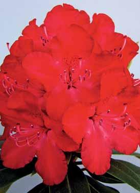 Rhododendron Władysław Jagiełło PBR Rhododendron Królowa Jadwiga PBR lírování.
