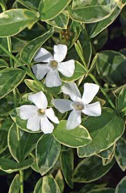 Syringa meyeri BLOOMERANG Pink Perfume PBR Taxus x media Książę Vinca minor Evelyn PBR Šlechtitel: Andre Van Nijnatten Zundert, uvedení na trh společnost Valkplant BV, Nizozemsko.