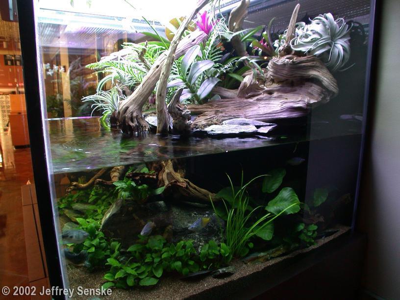 Akvárium, číslo 32 e-akvarium.cz téma Soutěžní paludária Roman Slaboch Fenomén paludárií je tak silný, že jsou jako zvláštní kategorie zařazeny do mezinárodních aquascapingových soutěží.