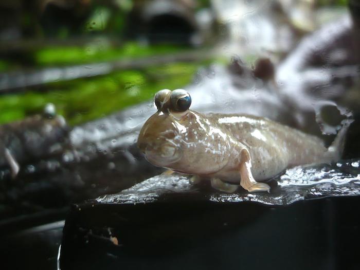 naupliemi artemií).