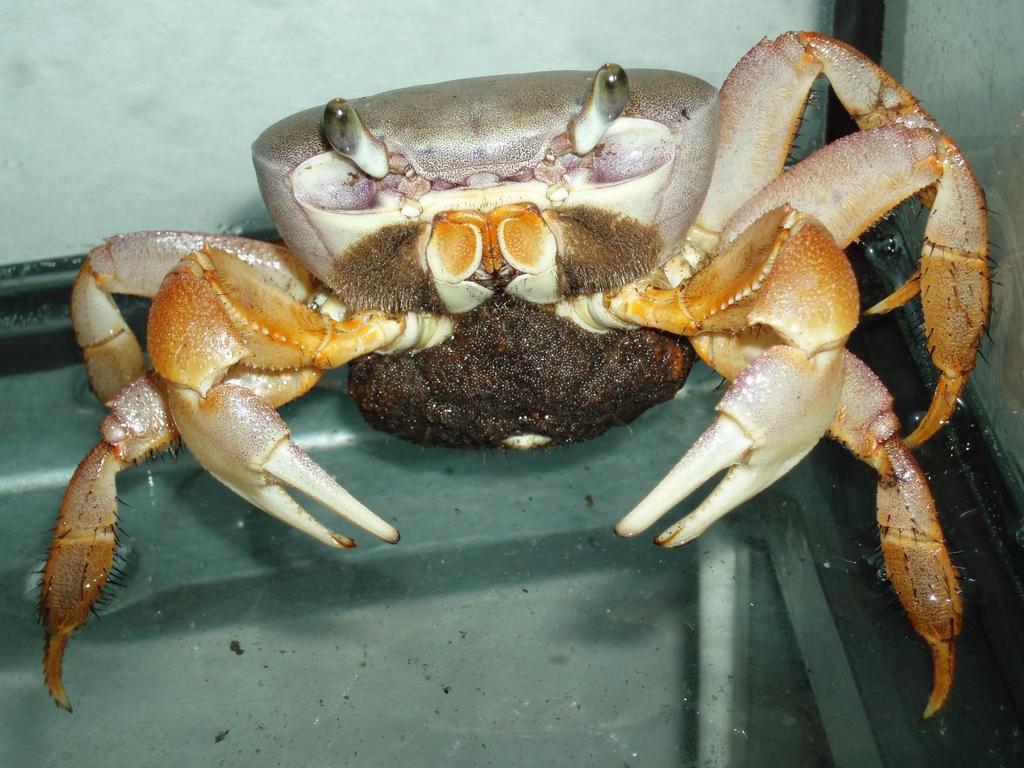 Akvárium, číslo 32 e-akvarium.cz bezobratlí Gravidní samice druhu Cardisoma armatum se snůškou vajíček. (Foto: Jiří Patoka) Jaké druhy se objevují na trhu?