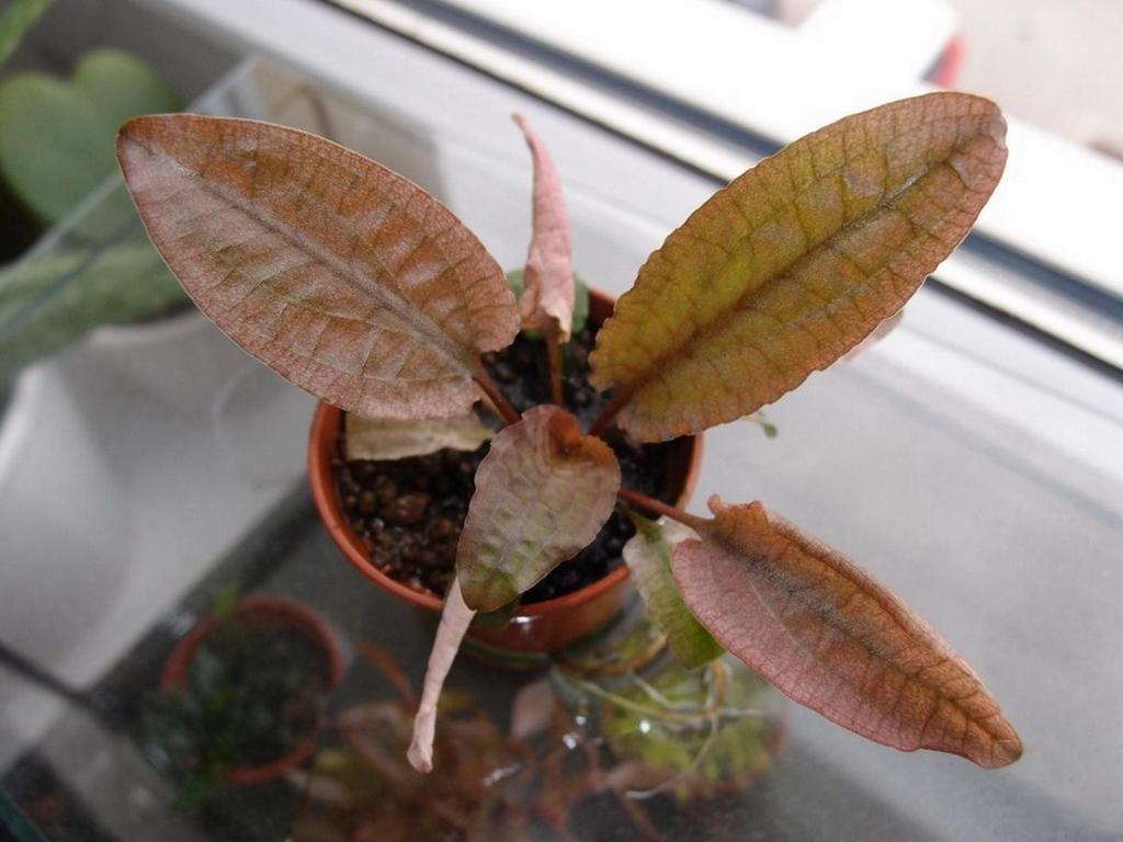 Akvárium, číslo 32 e-akvarium.cz rostliny Emerzne pestovaná rastlina. (Foto: Martina Jonášová) Teplota Rastliny pestujem pri teplotách 22 28 C (zima/leto).
