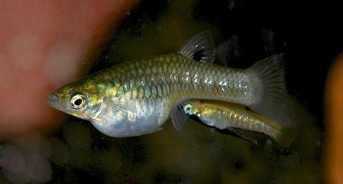 Akvárium, číslo 32 e-akvarium.cz živorodky Nielen od abiotických pomerov na tej-ktorej lokalite, ale aj od množstva a kvality potravy závisí veľkosť rýb v lokálnych populáciách.
