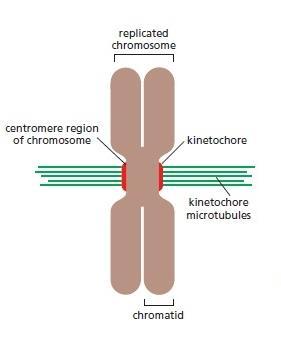 PROFÁZE kondenzace zreplikovaných chromozomů vznik kinetochorů - proteinové komplexy vázané na centromeru (centromera - sekvence DNA na chromosomu pro napojení kinetochorů a mikrotubulů dělicího