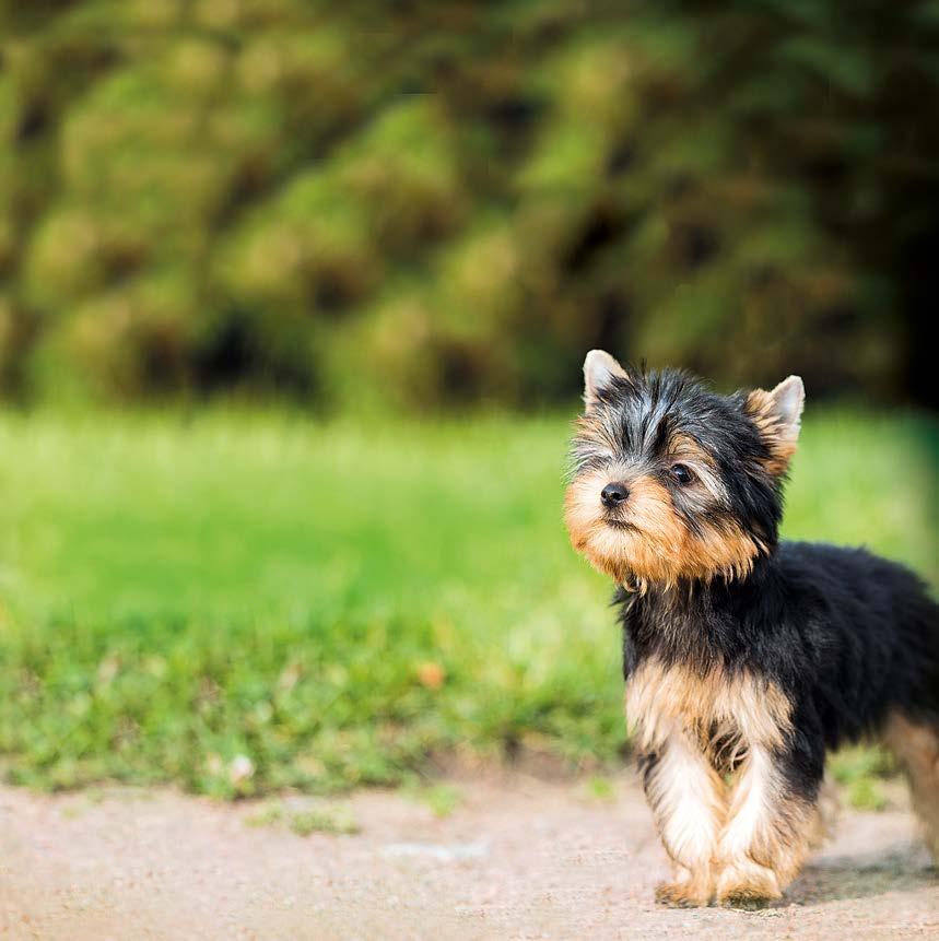 PUPPY BEZ OBILOVIN PRO ŠTĚŇATA MINI PLEMEN (4 TÝDNY AŽ 10 MĚSÍCŮ) A JEJICH MATKY OBILOVIN PRO ŠTĚŇATA MINI PLEMEN (4 TÝDNY AŽ 10 MĚSÍCŮ) A JEJICH MATKY SLOŽENÍ: moučka z jehněčího masa (35 %),