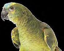 extrudované krmivo pro papoušky 750 g Krmivo Versele Laga Prestige Premium pro africké papoušky 1 kg 20 %