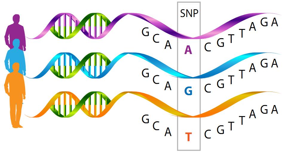 Polymorfismy (SNPs) SNP - pokud se vyskytuje frekvence minoritní alely > 1% Lidé mají 99.9 % stejné genetické výbavy. 0.1 % rozdílu tvoří SNP > 80 %.