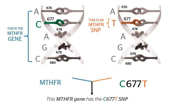 SNP enzymu MTHFR transkripce