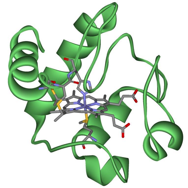 Příklady genetických polymorfizmů s vlivem na farmakokinetiku Cytochrom (CYP) je označení pro bílkoviny vázané na membrány a obsahující ve své