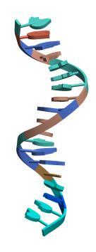 mikrorna regulují expresi genů zralé mikrorna - jsou jednovláknové řetězce o délce 22-24 nukleotidů - nekódující RNA regulují expresi genů - jsou