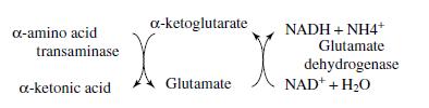 Metabolismus aminokyselin Transaminační