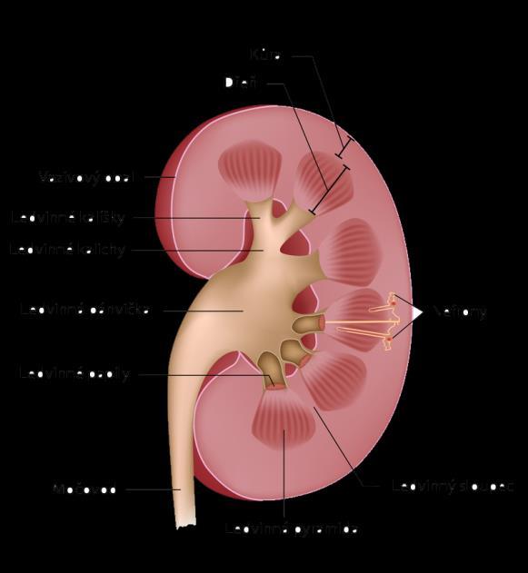 PŘÍLOHY Příloha 1: Anatomie ledviny Zdroj: Dial-nefro. Funkce ledvin [Online].