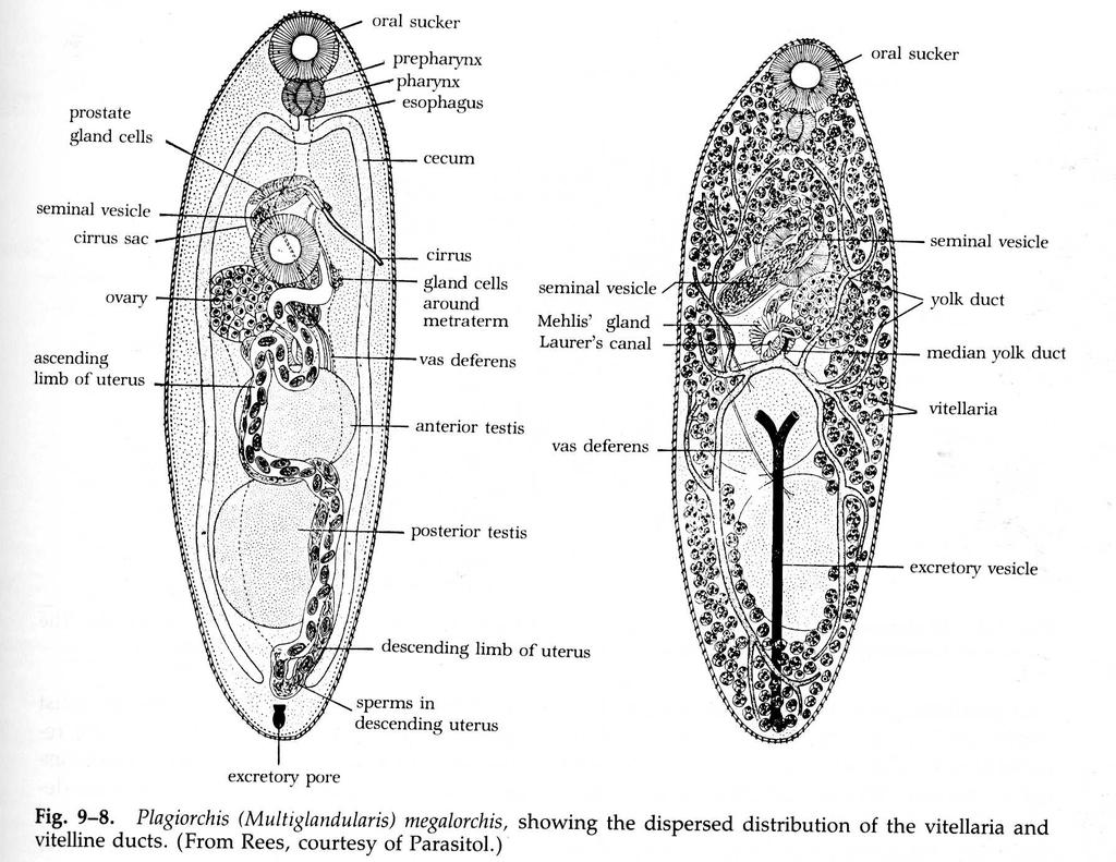 Vitelaria