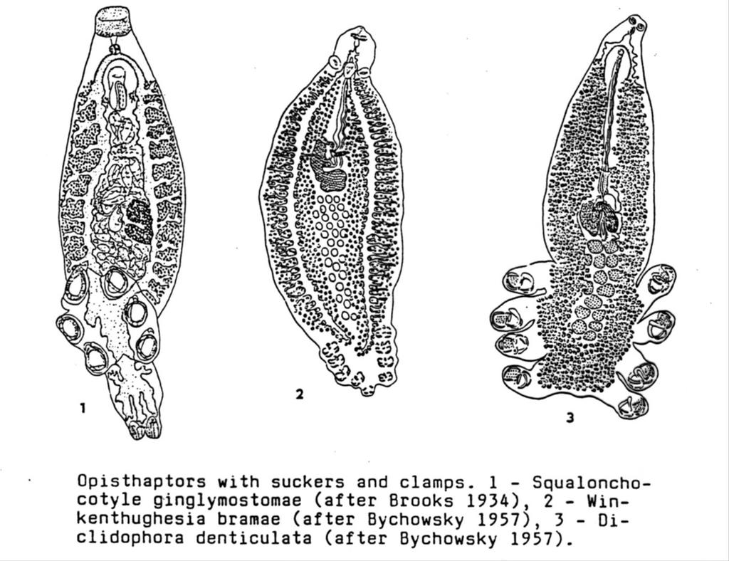 Opisthaptor s