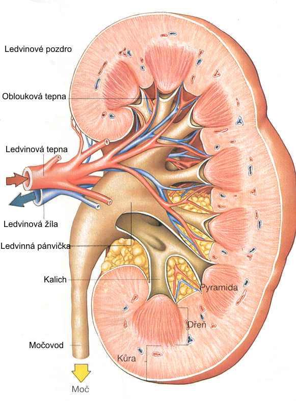 Stavba ledvin na řezu: pod pouzdrem je tmavá kůra uvnitř je dřeň uspořádaná do 10-20 pyramid sbíhajících směrem k hilu a zakončených papilami