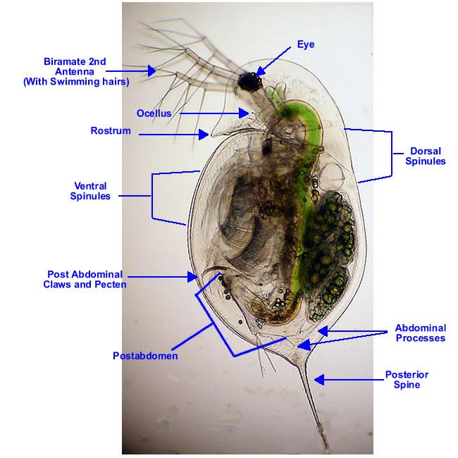 Perloočky (Cladocera) stavba: hlava: 2.