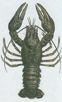 Třída: Korýši (Crustacea) stavba těla: 10 50 tělních