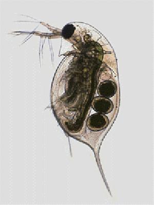 Perloočky (Cladocera) smyslové orgány: zrakové orgány: malý počet omatidií jen směrové vidění zvýšený