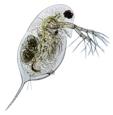 Perloočky (Cladocera) smyslové orgány: zrakové orgány: dlouhovlnné světlo pozitivní fototaxe