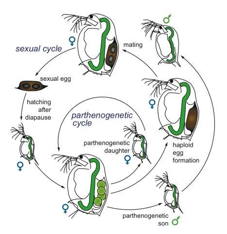 Perloočky (Cladocera) pohlavní ústrojí: partenogeneze pravidelně se střídá s generací, v
