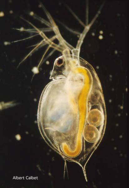 hrotnatka obecná (Daphnia pulex) celá severní