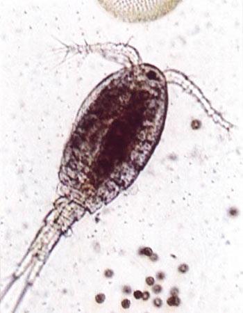 Buchanky (Copepoda) převážně